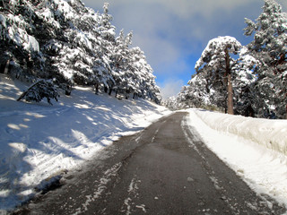 Paisaje invernal. Nieve en el bosque en un dia soleado