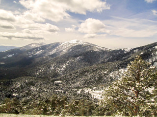Paisaje invernal. Nieve en el bosque en un dia soleado