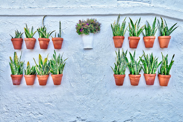 Traditional Andalusian facade adorned with pots in Vejer de la Frontera, a touristic white village in southern Spain