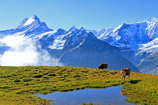 View from First to Bernese Alps, Grindelwald, Bernese Oberland, Canton of Bern, Switzerland