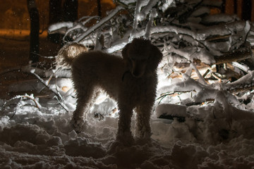 A large dog is a royal poodle in the snow near glowing fabulous snow covered branches at night.
