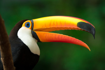 Portrait of Toucan Toco With Open Beak © Donatas Dabravolskas