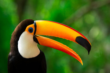 Portrait of Toucan Toco With Open Beak