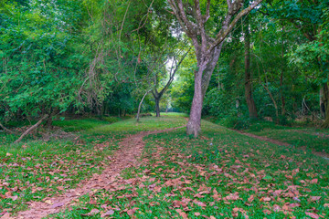 森の奥へ続く小道