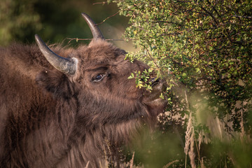 European bison