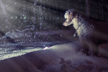 A large dog is a royal poodle in the snow under shining rays in a fabulous Christmas setting in the...