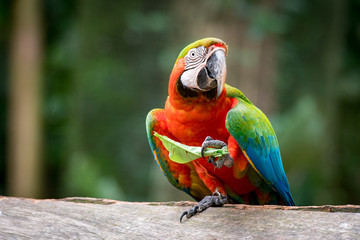 Big Colorful Catalina Macaw Eating a Leaf