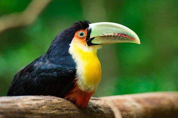 Red-breasted Toucan Sitting on Wood in the Tropical Forest