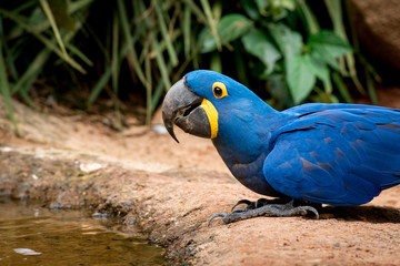 Hyacinth Macaw on the Ground in Front of the Puddle