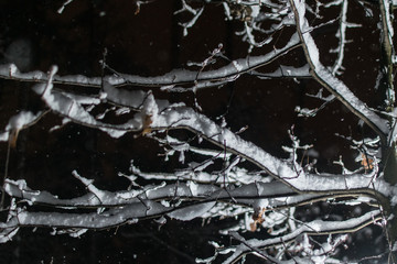Snow-covered tree branches lying in the snow at night.