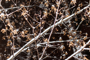 Snow-covered tree branches lying in the snow at night.