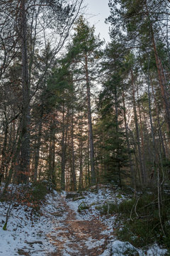 Sentier vosgien dans un bois de sapins