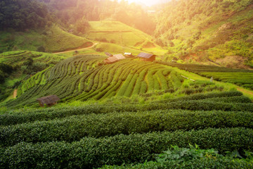 Landscape green tea plantation on Doi Ang Khang Chiang Mai Thailand.