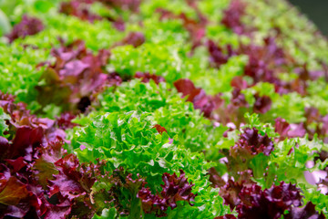 Fototapeta na wymiar Green and red fresh oak lettuce ready to harvest