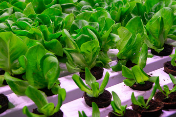 Fototapeta na wymiar Industrial cultivation of green butterhead and oak bio lettuce uses hydroponics methode