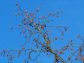 Branch of an alder (‎Alnus glutinosa) tree in winter with catkins and cones