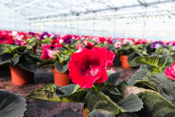 Gloxinia flowering colorful houseplants cultivated as decorative or ornamental flower, growing in greenhouse