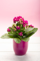 One medical houseplant kalanchoe with pink flowers in pink pot close up on trendy pink background, minimal colors concept