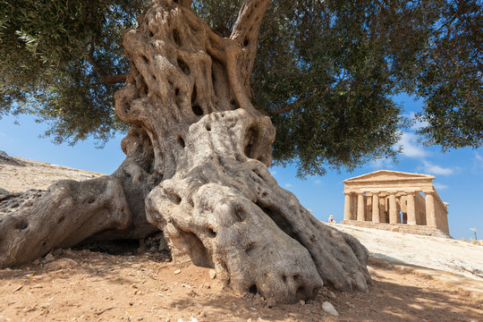 An olive tree frames the ancient Temple of Concordia in the archeological site of Valle dei Templi Agrigento Sicily Italy Europe