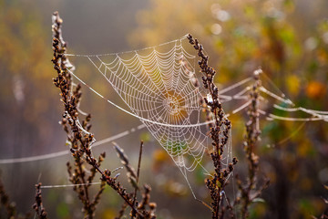 beautiful spider cob webs in swamp in late autumn with morning dev drops