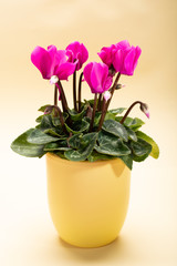 One pink cyclamen plant with flowers in yellow pot on trendy yellow background, copy space, close up, minimal colors concept