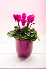 One pink cyclamen plant with flowers in pink pot on trendy pink background close up copy space
