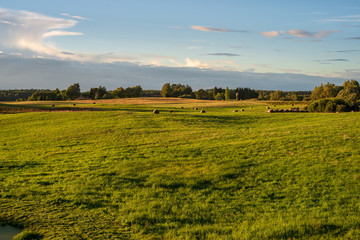 cultivated wheat field in summer