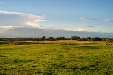 Fototapeta premium cultivated wheat field in summer