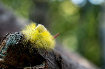 Macro of big yellow hairy caterpillar with red tail Calliteara pudibunda on a dry tree snag