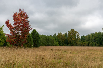 Obraz premium cultivated wheat field in summer