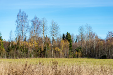 Obraz premium cultivated wheat field in summer