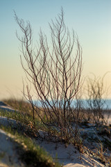 Obraz premium non specific nature forest bed details of foliage