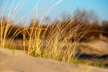 non specific nature forest bed details of foliage