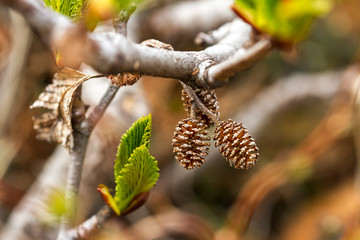 Small pine cones on the branch. Close up image
