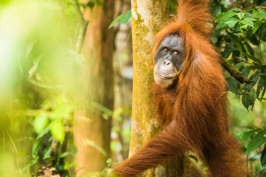 female Orangutan Sumatra (Pongo abelii)