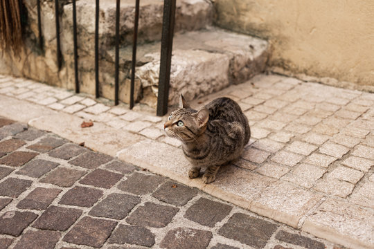 Chat tigr&eacute; de ville