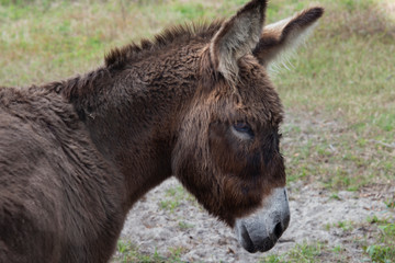 Fototapeta premium Donkey