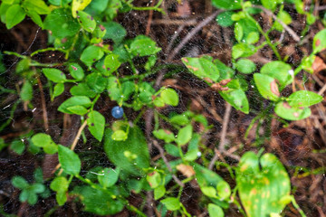 non specific nature forest bed details of foliage