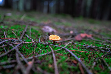 mushroom in forest, closeup, blurry background