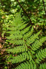 non specific nature forest bed details of foliage