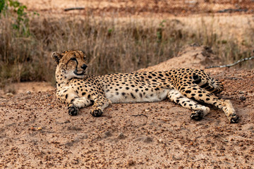 cheetah 