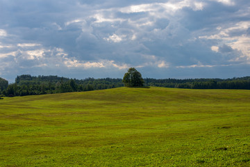 cultivated wheat field in summer