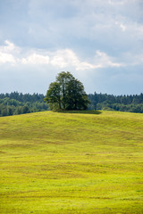 cultivated wheat field in summer