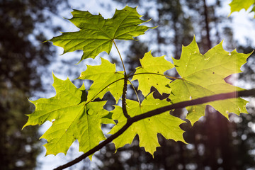 non specific nature forest bed details of foliage