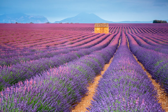 house in a lavender field at sunset. Plateau de Valensole, Alpes-de-Haute-Provence, Provence-Alpes-Cote d'Azur, France.