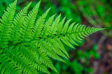 non specific nature forest bed details of foliage