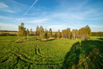 Obraz premium cultivated wheat field in summer