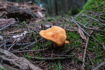 mushrooms in forest, closeup