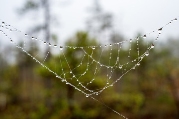 beautiful spider cob webs in swamp in late autumn with morning dev drops