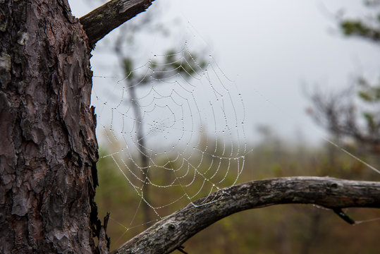beautiful spider cob webs in swamp in late autumn with morning dev drops